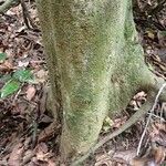 Irvingia grandifolia Bark