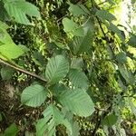 Alnus serrulata Frunză