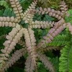 Adiantum hispidulum Leaf