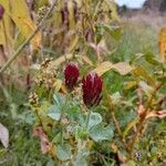 Trifolium incarnatumFlor