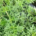 Glandularia tenera Habit