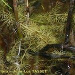 Utricularia stygia ശീലം