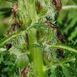 Pedicularis foliosa Kôra