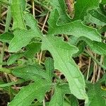 Cucumis ficifolius Leaf