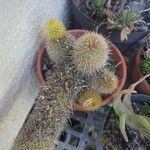 Bergerocactus emoryi Hoja
