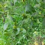 Carpesium cernuum 花