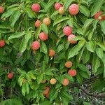 Cornus capitata Fruit