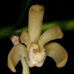 Dendrobium crassifolium Flower