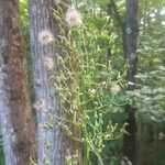 Lactuca biennis Flower