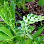 Baptisia tinctoria Цвят