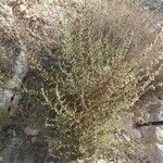 Artemisia herba-alba عادت داشتن