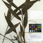 Palmorchis guianensis