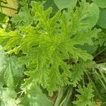 Pelargonium × asperum Hostoa