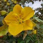 Fremontodendron californicum Cvet