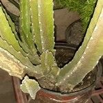 Stapelia grandiflora Leaf