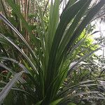 Pandanus urophyllus Leaf