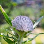 Cirsium eriophorumFlor