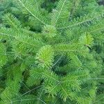 Abies balsamea 叶