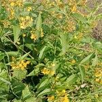 Lysimachia vulgaris Агульны выгляд