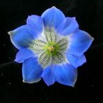 Gentiana meiantha Flower