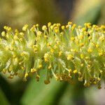 Salix laevigata Flower