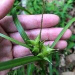 Carex intumescens Õis