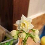 Narcissus dubius Кветка