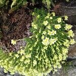 Saxifraga muscoides Bloem