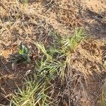 Distichlis spicata 葉
