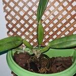 Laelia rubescens Frunză