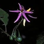 Solanum subinerme Цветок