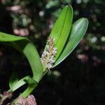 Polystachya stuhlmannii Flower