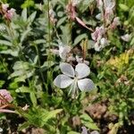 Oenothera lindheimeri Flower