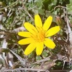 Hyoseris radiata 花