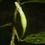Quararibea parvifolia