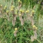 Astragalus alopecurus Habit