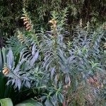 Lobelia laxiflora Агульны выгляд