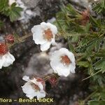 Potentilla clusiana Frukt