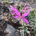 Epilobium latifolium Kwiat