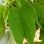 Bauhinia divaricata Blad