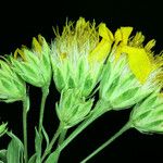 Stenotus acaulis Flor