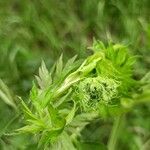 Libanotis pyrenaica その他の提案
