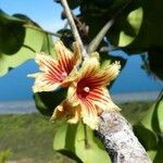 Acropogon paagoumenensis Fruit