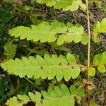 Osmunda claytoniana Folha