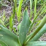 Bellevalia speciosa Leaf