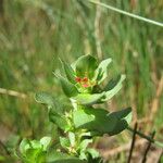 Lythrum borysthenicum Характер