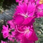 Dianthus gratianopolitanus Blomma