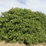 Tabebuia heterophylla Alkat (teljes növény)