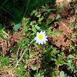 Leucanthemum vulgare花