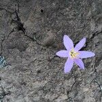 Colchicum filifolium Flower